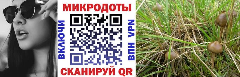 Псилоцибиновые грибы Psilocybine cubensis  Купить  Нальчик 